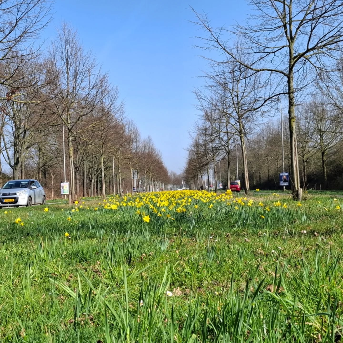 Mooi begin van de lente

#lentekriebels #aldenhof #borninbeeld #limburginbeeld