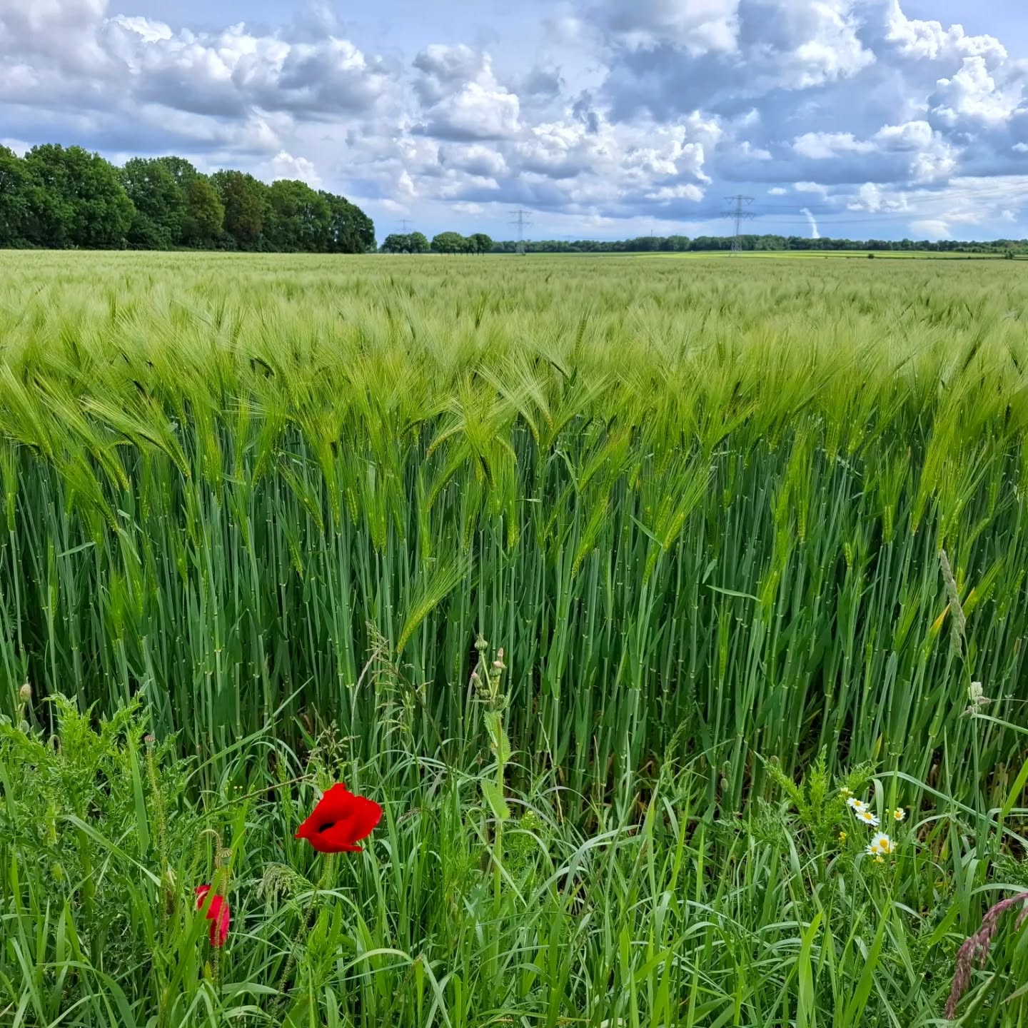De klaprozen bloeien weer mooi
#klaproos #borninbeeld #landschap
